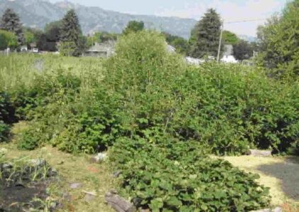 Why We Live on a Homestead